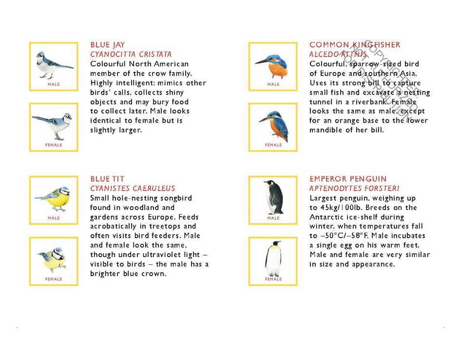 Match a pair of Birds