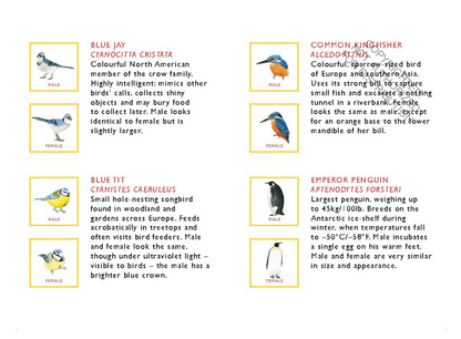 Match a pair of Birds