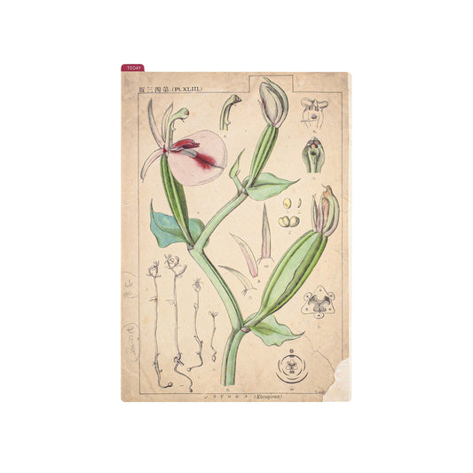Hobonichi Accessories Pencil Boards