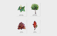 Load image into Gallery viewer, Match a Leaf
