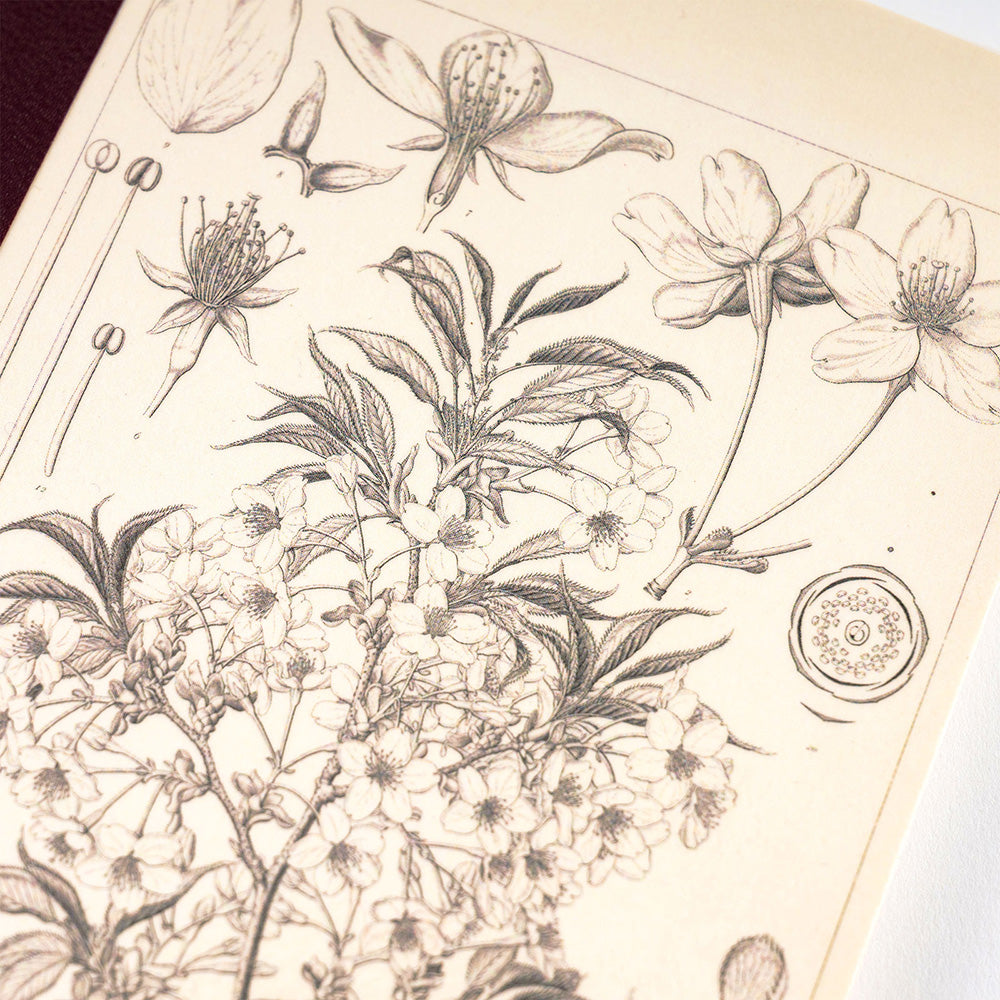 Hobonichi Notebook A6 Graph Tomoe River Paper - Yamazakura