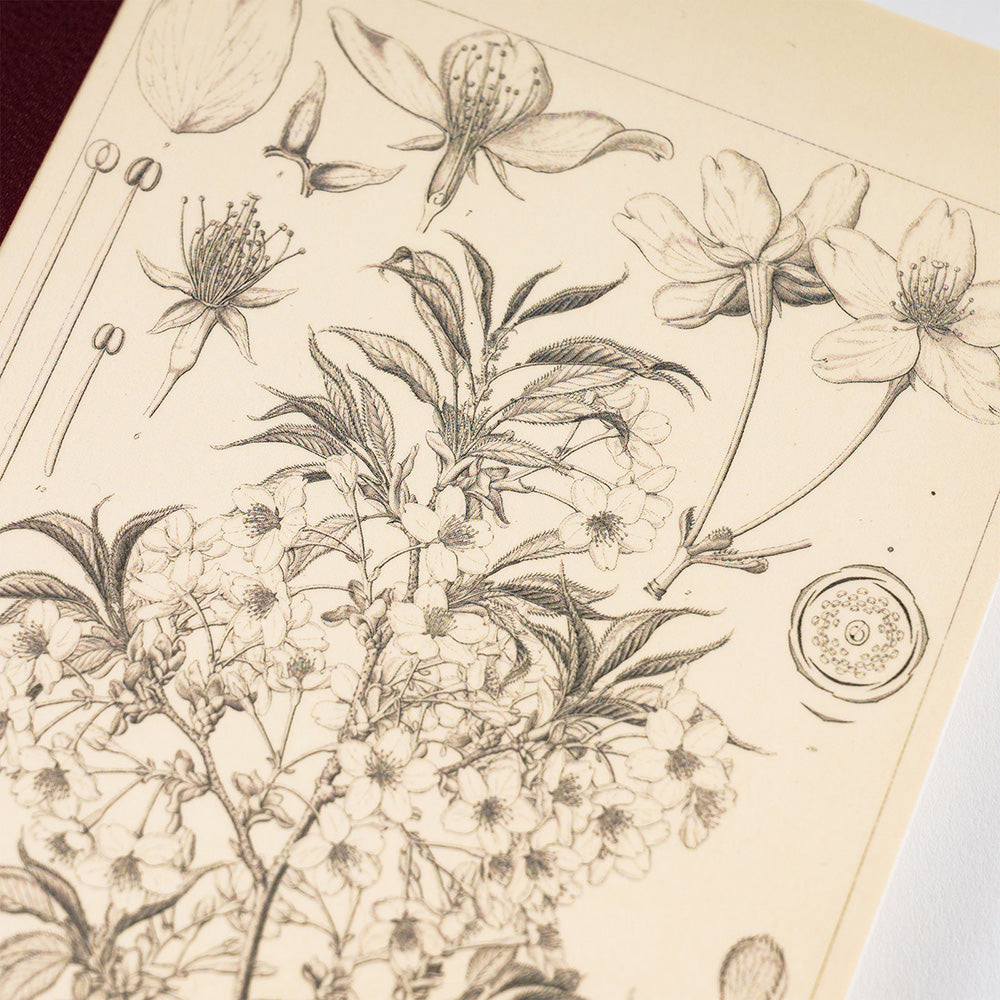 Hobonichi Notebook A5 Graph Tomoe River Paper - Yamazakura